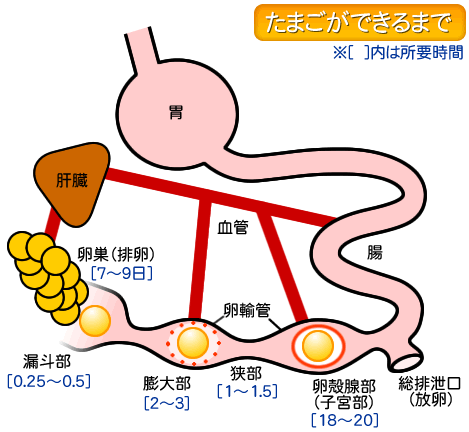 Q A 株式会社シマダエッグ